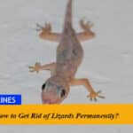 How to Get Rid of Lizards Permanently?