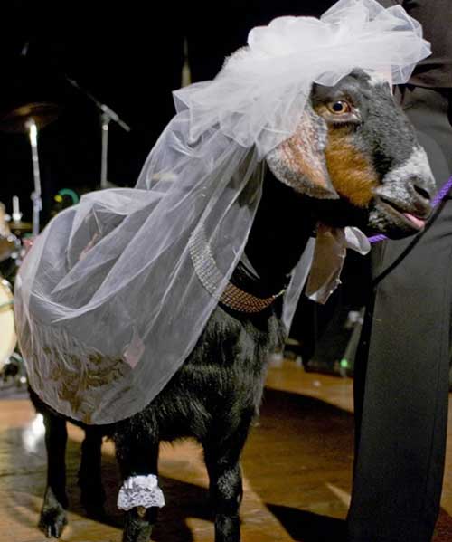 People Start Getting Married to Weird Things