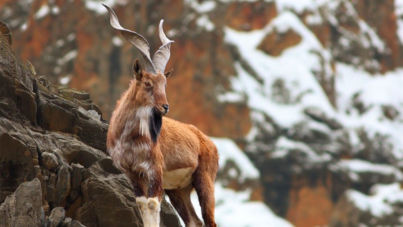 Pakistan's National Animal Markhor is Near Extinction