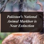 Pakistan’s National Animal Markhor is Near Extinction