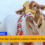 Now You Can Buy Sacrificial Animals Online in Punjab