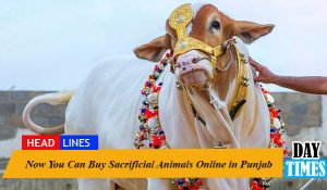 Now You Can Buy Sacrificial Animals Online in Punjab